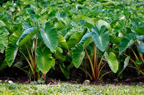 what plants are similar to taro